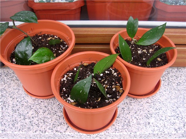 Hoja-pelceri
